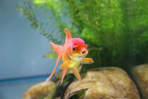 水族箱的魚|適合新手養魚品種 : 6種入門淡水魚